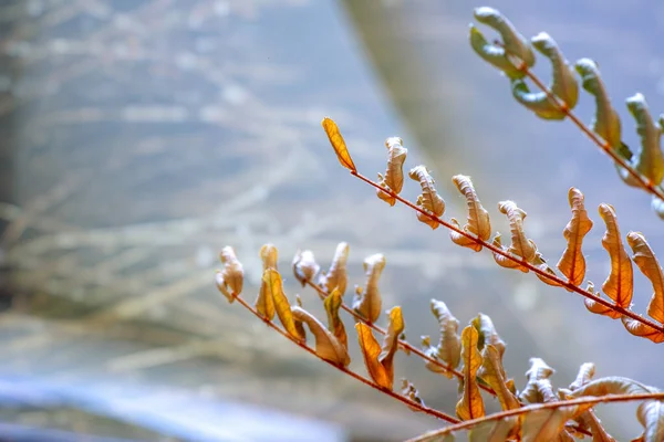 Twigs of trees with dry autumn leaves close-up σε θολή φόντο — Φωτογραφία Αρχείου