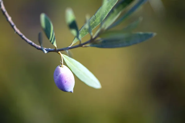 Sprig of olive tree with ripening fruit and leaves close-up on a blurred background — Stock Photo, Image