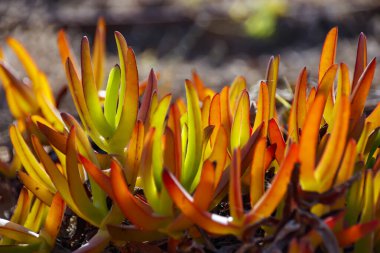 Renkli sulu Carpobrotus Edulis 'in güneşli arka planı bulanık bir arkaplanı aydınlatıyor.