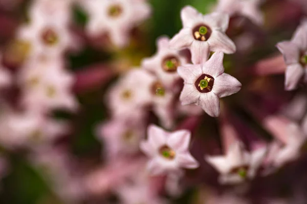 Vista macro de pequeñas flores rosadas sobre un fondo borroso — Foto de Stock