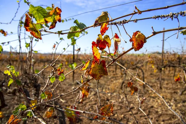 Linhas de vinhas com folhas coloridas de vinhas de outono close-up em um fundo borrado — Fotografia de Stock