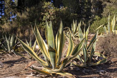 Bulanık arkaplanda Agave Americana Variegata satırları