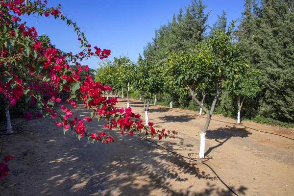 Ön planda olgun meyveler ve bougainvillea çiçekleri olan turunçgil bahçesi