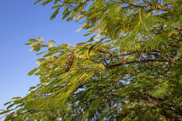 Κλαδιά δέντρου Acacia με σπόρους σε φόντο γαλάζιο ουρανό — Φωτογραφία Αρχείου