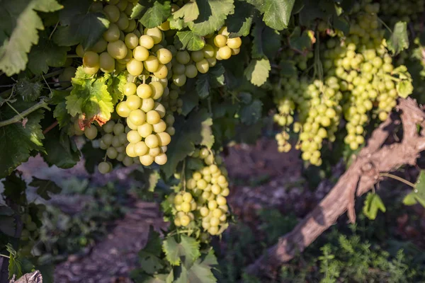 Pinceles de maduración de uvas blancas se cierran a la luz del sol —  Fotos de Stock