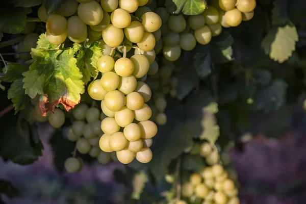 Cepillos de maduración de uvas blancas en el primer plano de la luz solar —  Fotos de Stock