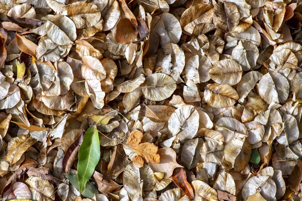 Strukturierte flache Lage Hintergrund der trockenen Herbstblätter — Stockfoto
