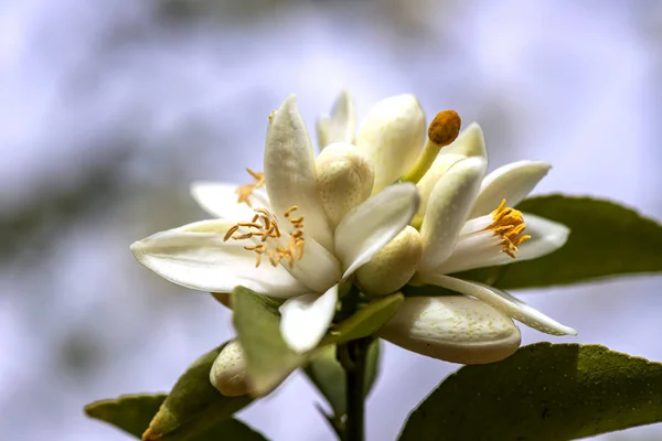 Flores y capullos de un naranjo se cierran sobre un fondo borroso —  Fotos de Stock