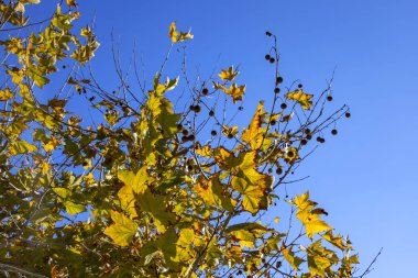 Branches of a plane tree tree with yellow autumn foliage and seeds close up on a background of blue sky