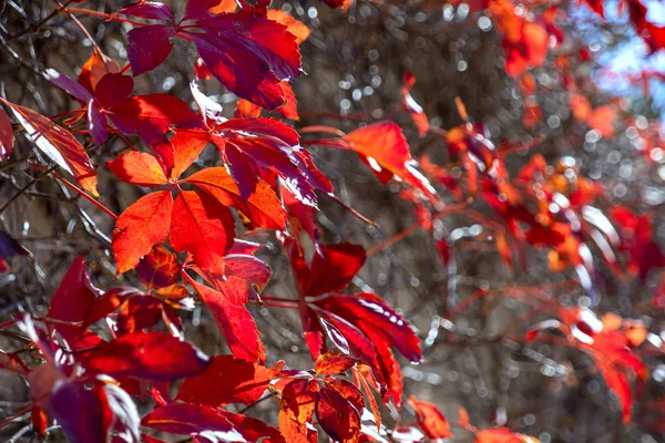 Red ivy leaves in sunny backlight close up on a blurred background — Stok fotoğraf