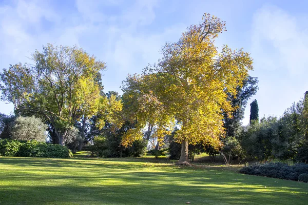 Vliegtuigbomen met geel herfstblad op een groen grasveld tegen een lucht met wolken — Stockfoto