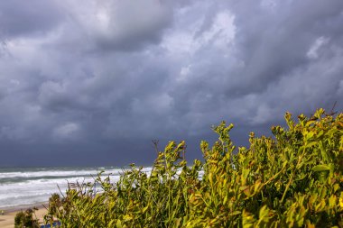 Akdeniz 'in arka planında rüzgarda esen sonbahar bitkileri dalgalar ve dramatik fırtınalı gökyüzü