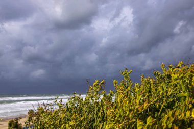 Akdeniz 'in arka planında rüzgarda esen sonbahar bitkileri dalgalar ve dramatik fırtınalı gökyüzü