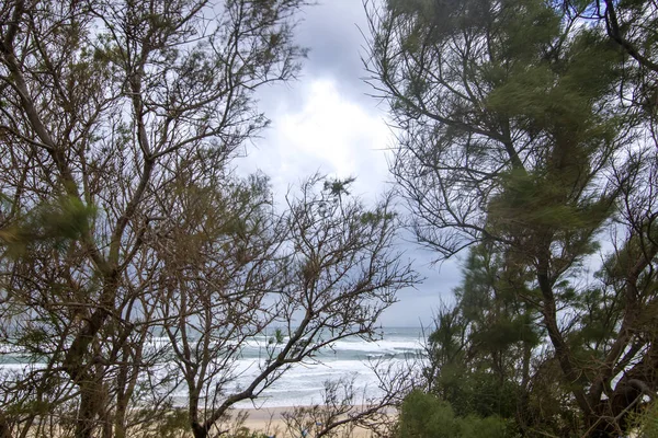 Alberi autunnali nel vento sullo sfondo del Mar Mediterraneo con onde e drammatico cielo tempestoso — Foto Stock