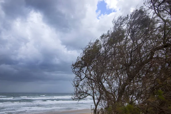 波と劇的な嵐の空と地中海の背景に風の秋の木 — ストック写真