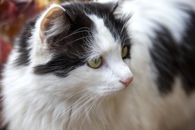 Siyah benekli ve yeşil gözlü beyaz bir kedinin portresini kapat.