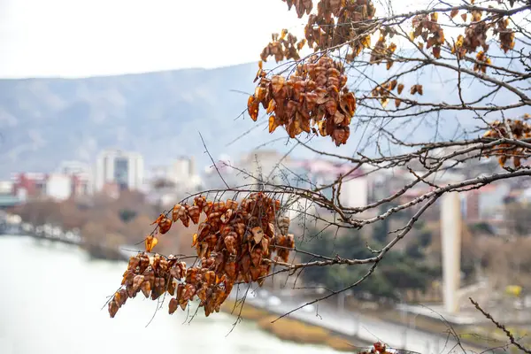 Ramas de árboles con semillas de otoño en el fondo del río Kura . — Foto de Stock