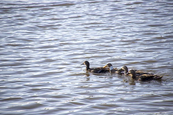 Eine Gruppe von Enten schwimmt im Wasser eines Teiches — Stockfoto