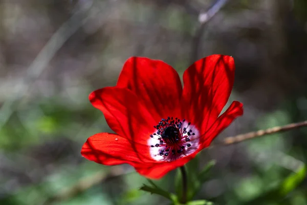 Cabeza de flor roja de amapola anémona de cerca sobre un fondo borroso —  Fotos de Stock
