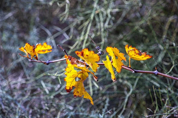 Ramo d'uva con foglie giallo autunnale su fondo sfocato — Foto Stock