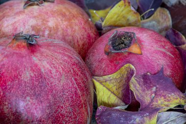 Durgun hayat. Rengarenk yapraklarla süslenmiş narlı meyveler.