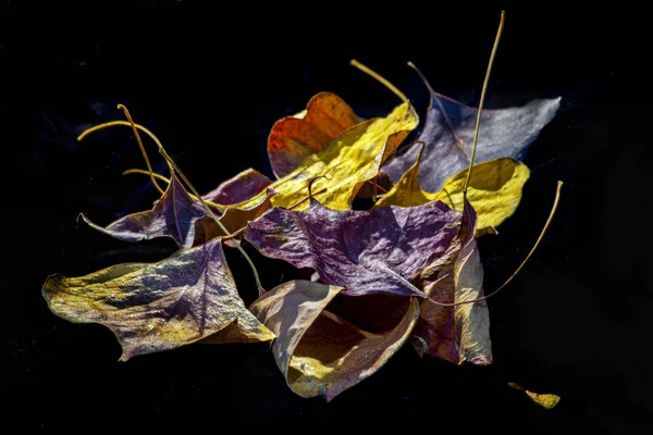 Coloridas hojas secas de otoño aisladas sobre fondo negro — Foto de Stock