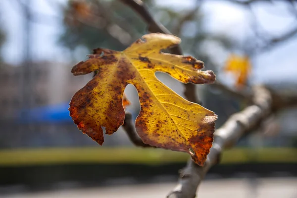 Nahaufnahme eines bunten Herbstblattes eines Feigenbaums im Sonnenlicht — Stockfoto