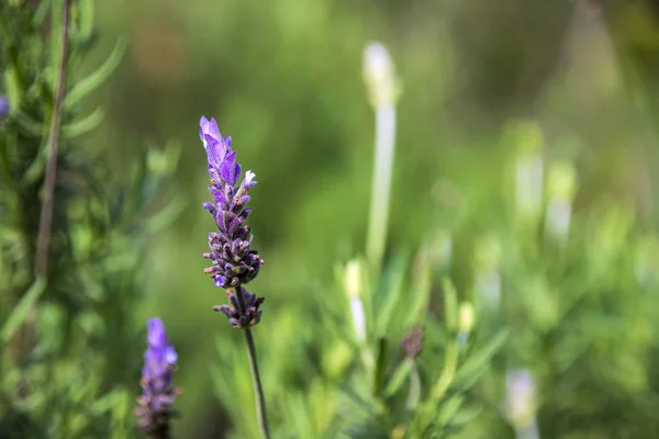 Fleur de lavande en gros plan sur un fond vert flou — Photo