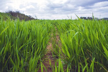 Gökyüzüne karşı bulutlu yeşil buğday tarlaları.