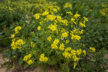 Yellow Senecio vernalis flowers in bloom close-up on a blurred background clipart
