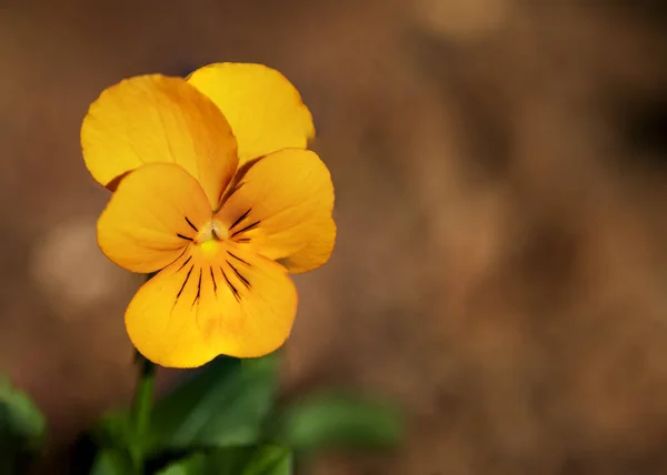 Kopf der gelben Viola Lutea Blume in Großaufnahme auf verschwommenem Hintergrund — Stockfoto