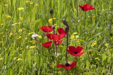 Kırmızı şakayık çiçekleri ve tomurcukları güneşte çimlerde açar.