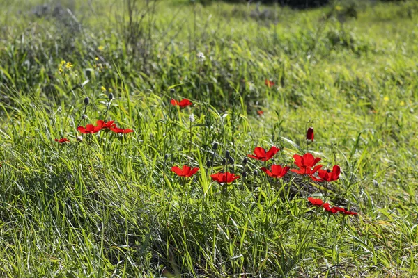 Röd anemon blommor i blom i gräset i solen — Stockfoto