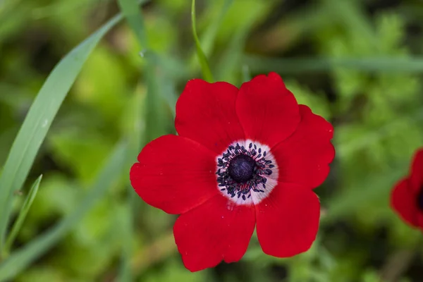 Red wild anemone flower in bloom in the grass in the sun on blurred backgroundclose up — Stock Photo, Image