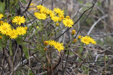 Bulanık arka planda sarı çiçekleri ve tomurcukları olan baharatlar.