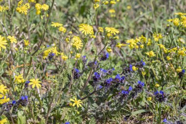 Yabani çiçeklerin açtığı sarı ve mavi tarlalar kapanıyor