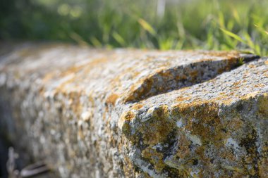 Çimlerin üzerinde çok renkli liken ile kaplı beton kiriş.