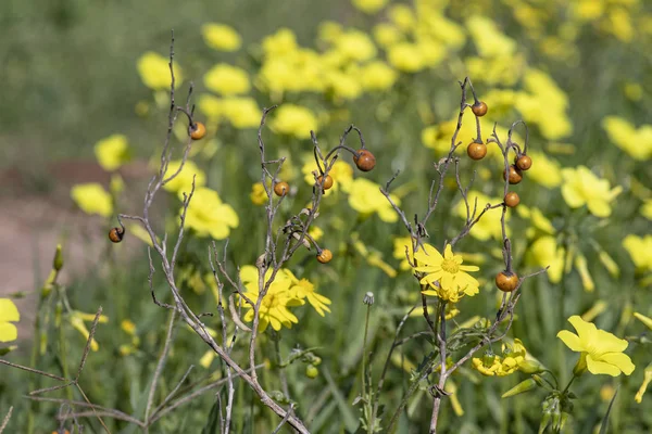 Galhos Secos Com Bagas Fundo Campo Com Flores Amarelas Florescentes — Fotografia de Stock