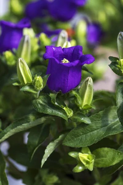 Flor Violeta Campanula Médio Canterbury Sinos Entre Folhagem Verde Closeup — Fotografia de Stock