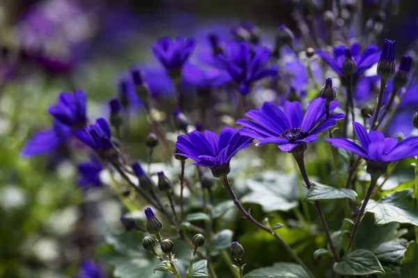 Purple Pericallis Senetti Flores Primer Plano Flor — Foto de Stock