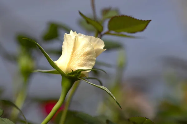 Nahaufnahme Einer Blütenknospe Einer Zarten Beigen Rose Aus Nächster Nähe — Stockfoto