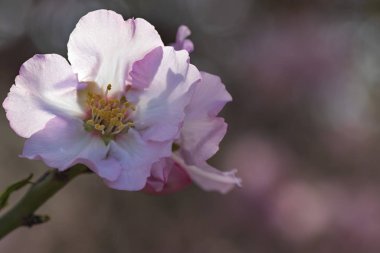 Bulanık arka planda çiçek açan badem ağacının pembe çiçekleri.