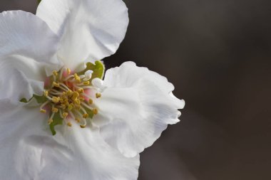 Çiçek açan bir badem ağacının beyaz çiçeğinin bir parçası. Koyu bir arkaplana yakın.