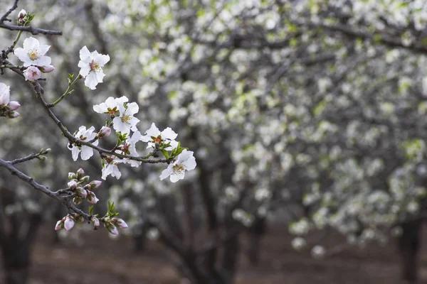 果樹園の背景のぼやけた背景に白ピンクの花やアーモンドの木の芽が咲く春 イスラエル — ストック写真