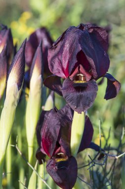 Çiçekler ve tomurcuklar, güneş ışığının yapraklarına çiy damlaları damlayan mor irisler. İsrail