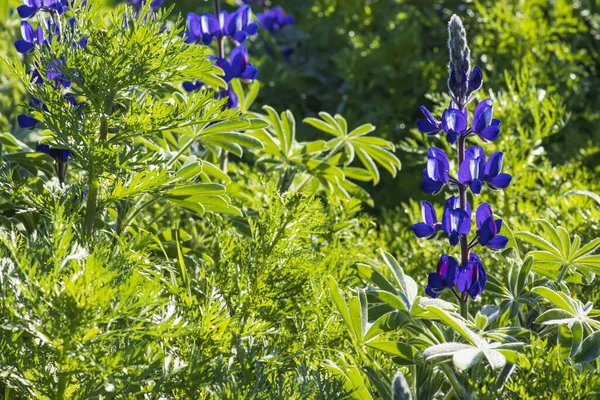푸른 잎 사이 로자란 보라색 연꽃들 — 스톡 사진