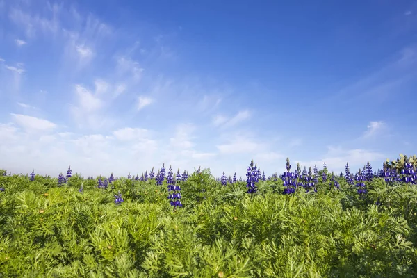在蓝天的背景上开着紫丁香花的绿色田野，乌云密布 — 图库照片