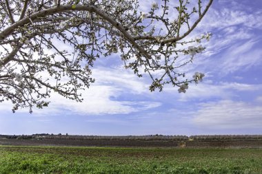Bulutlu gökyüzü ve yeşil tarım alanlarının arka planında çiçek açan badem dalları
