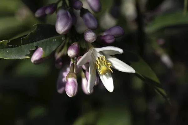Flores en un limonero floreciente en follaje verde de cerca — Foto de Stock
