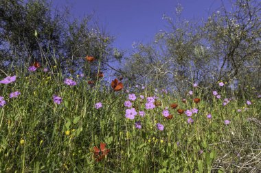 Meadow with blooming pink Erodium subintegrifolium and red poppies flowers against blue sky
